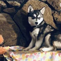 Blue Keena, a female Alaskan Klee Kai for sale in Salina, KS – Photo 6 of 7