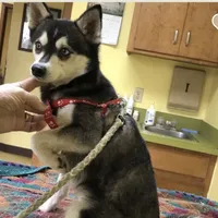 Blue Keena, a female Alaskan Klee Kai for sale in Salina, KS – Photo 5 of 7