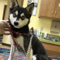 Blue Keena, a female Alaskan Klee Kai for sale in Salina, KS – Photo 1 of 7