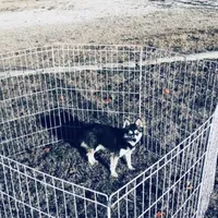 Blue Keena, a female Alaskan Klee Kai for sale in Salina, KS – Photo 7 of 7