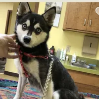 Blue Keena, a female Alaskan Klee Kai for sale in Salina, KS – Photo 4 of 7