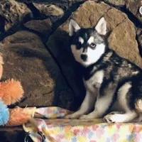 Blue Keena, a female Alaskan Klee Kai for sale in Salina, KS – Photo 3 of 7