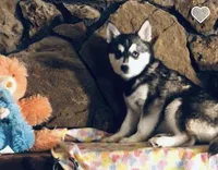 processed/7180fe3c-ad90-465c-b550-adc47a666135/listing/46d24405-0342-4074-aec3-bc1134544ebb/fa2fad96-e177-451f-b76b-e9054d44581f