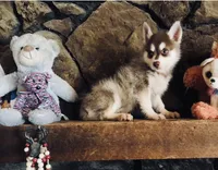 Red Robbin, a male Alaskan Klee Kai for sale in Salina, KS – 5 of 5