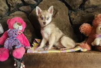 Red Wreylie, a female Alaskan Klee Kai for sale in Salina, KS – 5 of 7