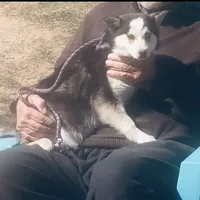 Blueeyed Jasmine, a female Alaskan Klee Kai for sale in Salina, KS – Photo 1 of 5