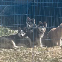 Blueeyed Jasmine, a female Alaskan Klee Kai for sale in Salina, KS – Photo 4 of 5