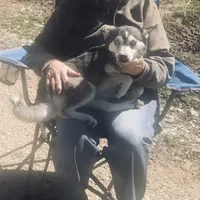 Blueeyed Jasmine, a female Alaskan Klee Kai for sale in Salina, KS – Photo 5 of 5
