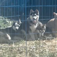 Blueeyed Jasmine, a female Alaskan Klee Kai for sale in Salina, KS – Photo 3 of 5