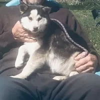 Blueeyed Jasmine, a female Alaskan Klee Kai for sale in Salina, KS – Photo 2 of 5