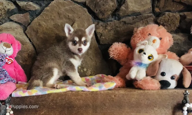 Red Roshie  – Alaskan Klee Kai puppy for sale in Salina, KS