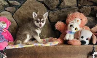 Red Roshie , a female Alaskan Klee Kai for sale in Salina, KS – 1 of 3