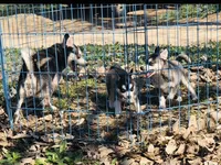 Blue Eyed Grace, a female Alaskan Klee Kai for sale in Salina, KS – Photo 5 of 7
