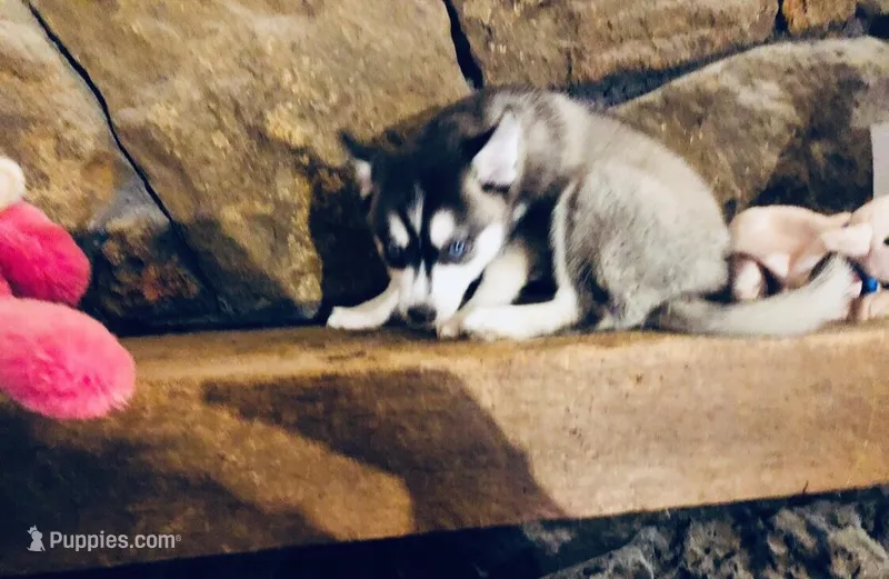 Blue Eyed Grace – Alaskan Klee Kai puppy for sale in Salina, KS