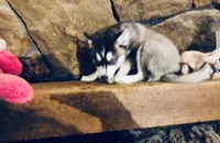 Blue Eyed Grace, a female Alaskan Klee Kai for sale in Salina, KS – Photo 2 of 7