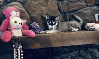 Blue Eyed Grace, a female Alaskan Klee Kai for sale in Salina, KS – Photo 1 of 7