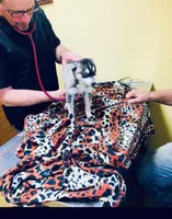 Blue Eyed Grace, a female Alaskan Klee Kai for sale in Salina, KS – Photo 3 of 7