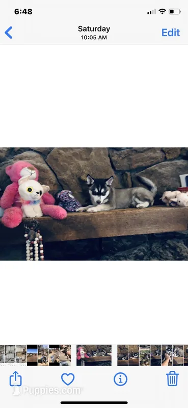 Blue Eyed Grace – Alaskan Klee Kai puppy for sale in Salina, KS