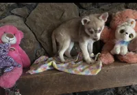 Red Wreylie, a female Alaskan Klee Kai for sale in Salina, KS – 6 of 7