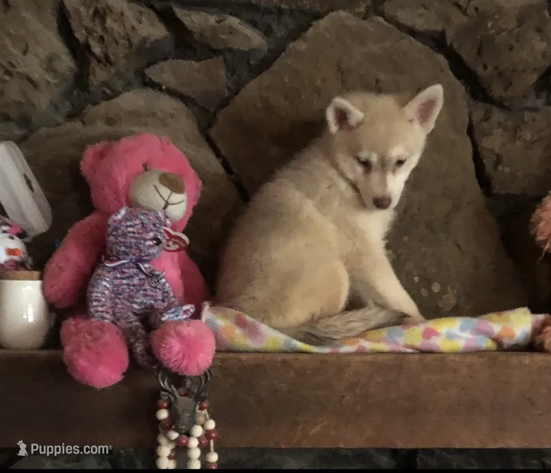 Red reba – Alaskan Klee Kai puppy for sale in Salina, KS