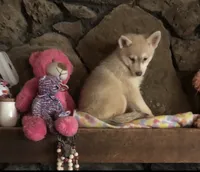Red reba, a female Alaskan Klee Kai for sale in Salina, KS – 3 of 8