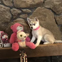 Blue eyed Vista, a female Alaskan Klee Kai for sale in Salina, KS – Photo 6 of 9