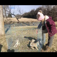 Blue eyed Vista, a female Alaskan Klee Kai for sale in Salina, KS – Photo 9 of 9