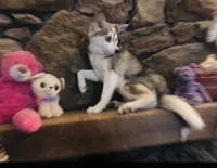 Blue eyed Vista, a female Alaskan Klee Kai for sale in Salina, KS – 7 of 7