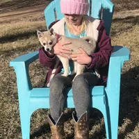 Blue eyed Vista, a female Alaskan Klee Kai for sale in Salina, KS – Photo 5 of 9