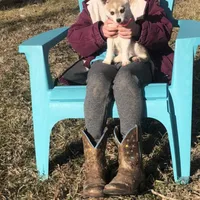 Blue eyed Vista, a female Alaskan Klee Kai for sale in Salina, KS – Photo 3 of 9