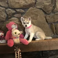 Blue eyed Vista, a female Alaskan Klee Kai for sale in Salina, KS – Photo 4 of 9