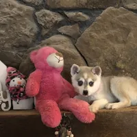 Blue eyed Vista, a female Alaskan Klee Kai for sale in Salina, KS – Photo 2 of 9