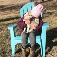 Blue eyed Vista, a female Alaskan Klee Kai for sale in Salina, KS – Photo 8 of 9