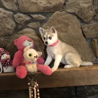 Blue eyed Vista, a female Alaskan Klee Kai for sale in Salina, KS – Photo 1 of 9