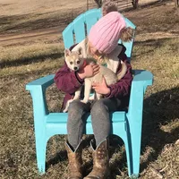 Blue eyed Vista, a female Alaskan Klee Kai for sale in Salina, KS – Photo 7 of 9