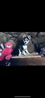 Blue Fancy, a female Alaskan Klee Kai for sale in Salina, KS – 7 of 7