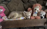 Red reba, a female Alaskan Klee Kai for sale in Salina, KS – 6 of 8