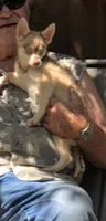 Red Wreylie, a female Alaskan Klee Kai for sale in Salina, KS – 3 of 10