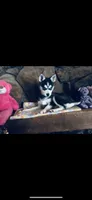 Blue Fancy, a female Alaskan Klee Kai for sale in Salina, KS – 1 of 3