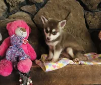 Red Roshie , a female Alaskan Klee Kai for sale in Salina, KS – 2 of 3