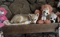Red reba, a female Alaskan Klee Kai for sale in Salina, KS – 7 of 8