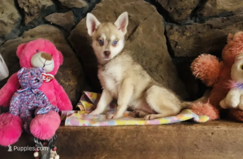 Red Wreylie – Alaskan Klee Kai puppy for sale in Salina, KS