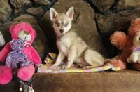 Red Wreylie, a female Alaskan Klee Kai for sale in Salina, KS – 7 of 7
