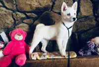 Blue Diamond, a female Alaskan Klee Kai for sale in Salina, KS – 7 of 7