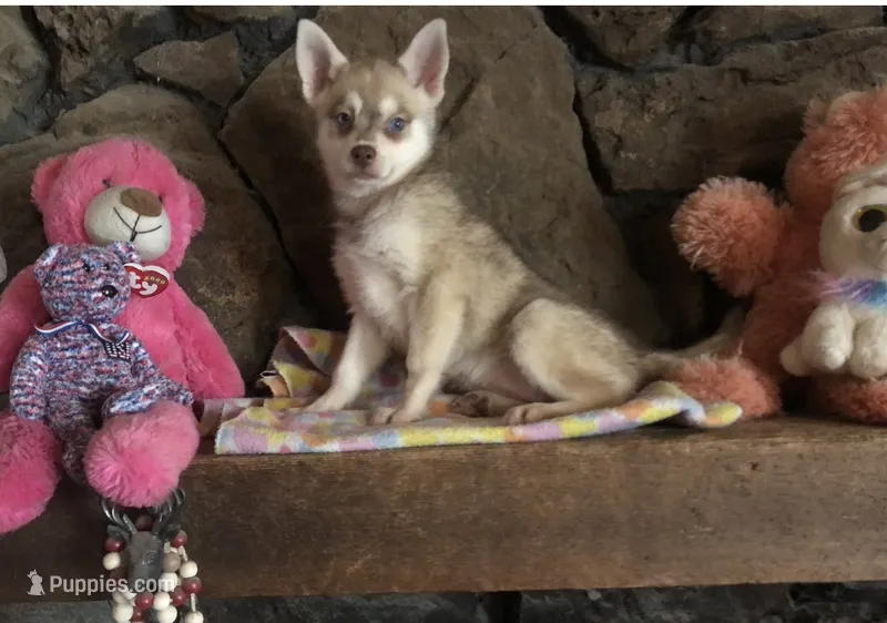 Red Wreylie – Alaskan Klee Kai puppy for sale in Salina, KS