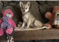 Red Wreylie, a female Alaskan Klee Kai for sale in Salina, KS – 1 of 7