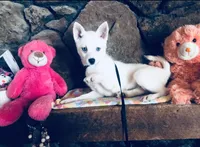 Blue Diamond, a female Alaskan Klee Kai for sale in Salina, KS – 6 of 7