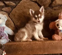 Red Robbin, a male Alaskan Klee Kai for sale in Salina, KS – 4 of 5
