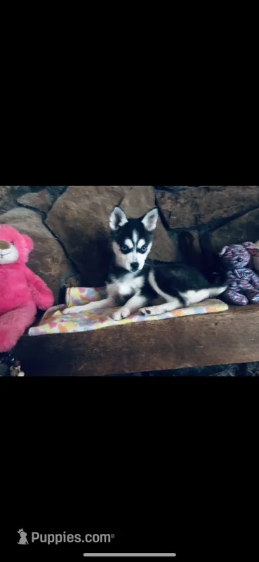 Blue Fancy – Alaskan Klee Kai puppy for sale in Salina, KS