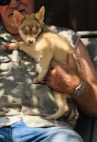Red Wreylie, a female Alaskan Klee Kai for sale in Salina, KS – 2 of 10